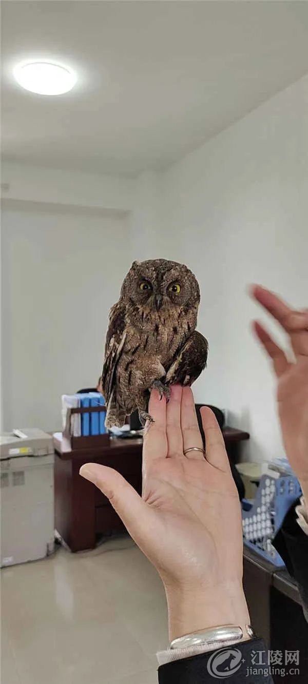 һֻҶo(h)ڽõ