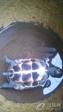 ҿҰ